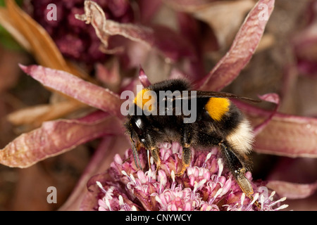 White-tailed Bumble Bee (Bombus lucorum), su di un fiore di butterburr, Germania