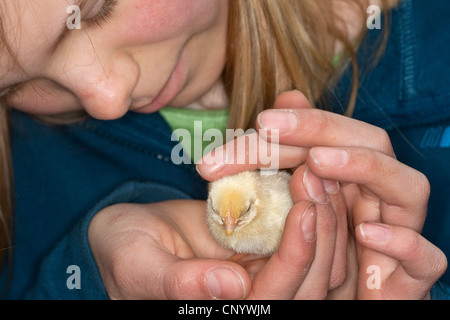 Galli e galline (Gallus gallus f. domestica), ragazza con un pulcino in mano, Germania Foto Stock