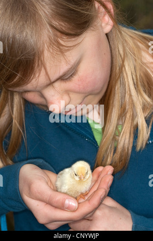 Galli e galline (Gallus gallus f. domestica), ragazza con un pulcino in mano, Germania Foto Stock