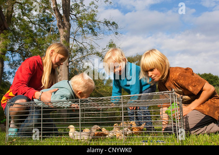 Galli e galline (Gallus gallus f. domestica), ai bambini la visione di pulcini in un free-range contenitore in un prato, Germania Foto Stock