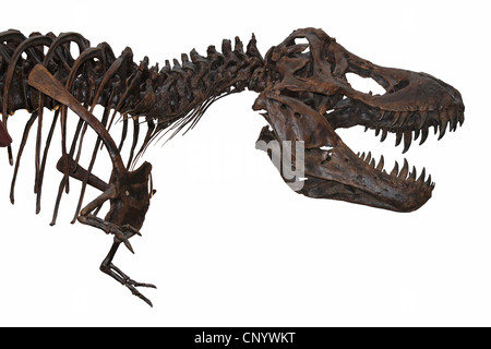 Tyrannosaurus Rex scheletro isolati su sfondo bianco Foto Stock