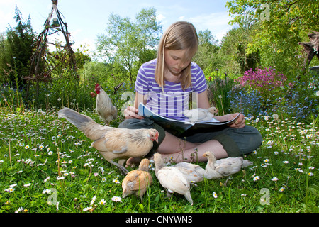 Bantam (Gallus gallus f. domestica), una ragazza seduta in un prato con tame e curioso di pulcini e la lettura di una rivista, Germania Foto Stock