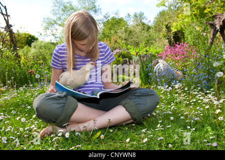 Bantam (Gallus gallus f. domestica), una ragazza seduta in un prato con un tame e curioso pulcino e la lettura di una rivista, Germania Foto Stock