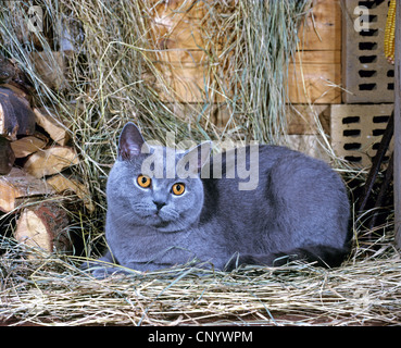 Il gatto domestico, il gatto di casa, Chartreux (Felis silvestris f. catus), che giace in una stalla Foto Stock