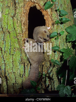 Moscardino commestibili, commestibili nessuno ghiro, grasso ghiro, scoiattolo-tailed ghiro (Glis glis), due individui in un foro albero Foto Stock