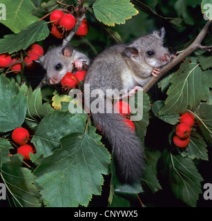 Moscardino commestibili, commestibili nessuno ghiro, grasso ghiro, scoiattolo-tailed ghiro (Glis glis), due giovani seduti in una struttura ad albero con frutti rossi Foto Stock