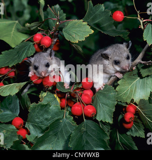 Moscardino commestibili, commestibili nessuno ghiro, grasso ghiro, scoiattolo-tailed ghiro (Glis glis), due giovani seduti in una struttura ad albero con frutti rossi Foto Stock