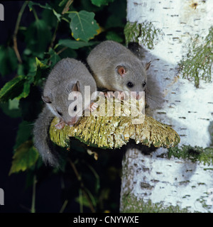 Moscardino commestibili, commestibili nessuno ghiro, grasso ghiro, scoiattolo-tailed ghiro (Glis glis), due individui seduti su una staffa funghi di un tronco di betulla Foto Stock