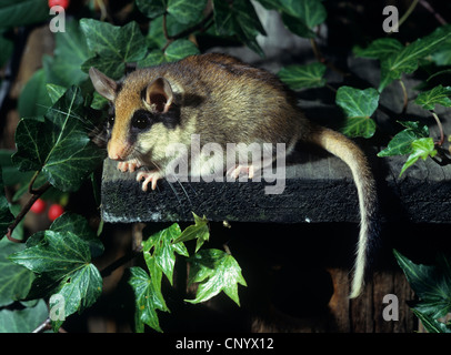 Quercino (Eliomys quercinus), seduti su una scatola di nido Foto Stock