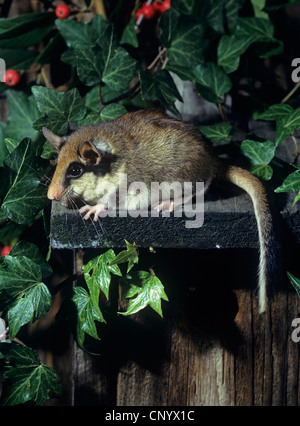 Quercino (Eliomys quercinus), seduti su una scatola di nido Foto Stock