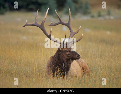 Wapiti, elk (Cervus elaphus canadensis, Cervus canadensis), giacente in Prato Foto Stock