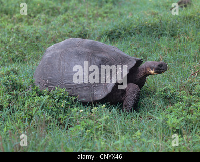 Le Galapagos La tartaruga gigante (Geochelone elephantopus, Geochelone nigra, Testudo elephantopus, Chelonoides elephantopus), camminare su un prato, Ecuador Isole Galapagos Foto Stock