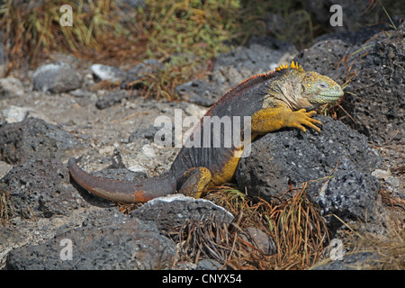 Barrington Land Iguana, Santa Fe Land Iguana (Conolophus pallidus), femmina seduto su una roccia, Ecuador Isole Galapagos Foto Stock