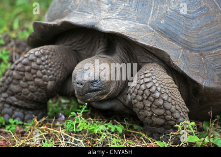 Le Galapagos La tartaruga gigante (Testudo elephantopus porteri, Geochelone elephantopus porteri, Chelonoides elephantopus porteri), ritratto, Ecuador Isole Galapagos Foto Stock