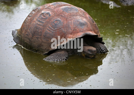 Le Galapagos La tartaruga gigante (Testudo elephantopus porteri, Geochelone elephantopus porteri, Chelonoides elephantopus porteri), in acqua, Ecuador Isole Galapagos Foto Stock