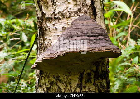 Zoccolo fungo, aka tinder staffa (Fomes fomentarius) che cresce su un argento in betulla Clumber Park, Nottinghamshire. Ottobre. Foto Stock