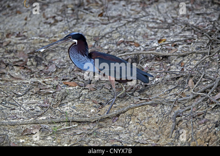 Castagne e panciuto heron (Agamia agami), seduto per terra con la preda nel becco, Brasile Foto Stock