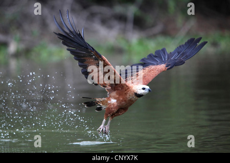 Black Hawk a collare (Busarellus nigricollis), avviamento, Brasile Foto Stock