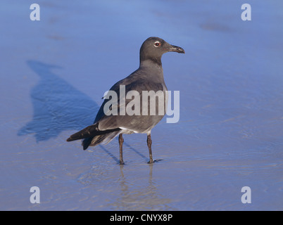 Dusky gabbiano (Larus fuliginosus), in piedi in acqua di mare poco profondo, Ecuador Isole Galapagos Foto Stock