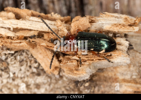 Foglia di cereali beetle, foglia d'avena beetle, foglie di orzo beetle (Oulema melanopus, Lema melanopus), su deadwood Foto Stock