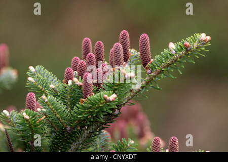 Il coreano fir (Abies koreana), il ramo con coni giovani, in Germania, in Renania settentrionale-Vestfalia Foto Stock