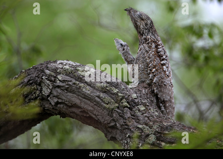 Grande potoo (Nyctibius grandis), seduto su un ramo ben mimetizzata, Brasile Foto Stock