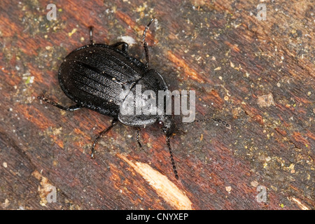 Phosphuga atrata (Phosphuga atrata, Silpha atrata), su legno, Germania Foto Stock