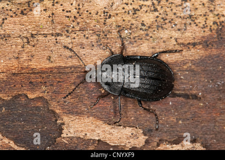 Phosphuga atrata (Phosphuga atrata, Silpha atrata), su legno, Germania Foto Stock