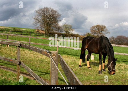 Cavalli domestici (Equus przewalskii f. caballus), paddock con una castrazione, in Germania, in Renania settentrionale-Vestfalia Foto Stock