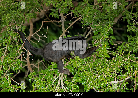 Nero scimmia urlatrice (Alouatta caraya), maschio arrampicata su un albero, Brasile, Pantanal Foto Stock