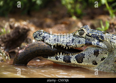 Paraguaiane (caimano yacare caimano, Caimano yacare crocodilus), con la preda, Brasile Foto Stock