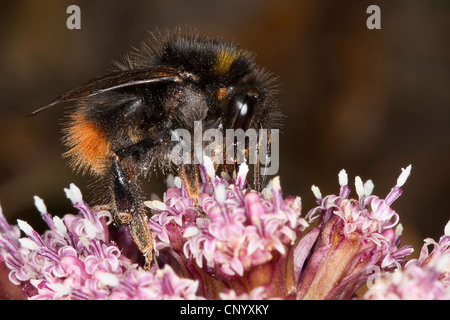 Inizio Bumble Bee (Bombus pratorum), seduti su un fiore rosa in cerca di nettare, Germania Foto Stock