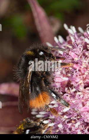 Inizio Bumble Bee (Bombus pratorum), seduti su un fiore rosa in cerca di nettare, Germania Foto Stock