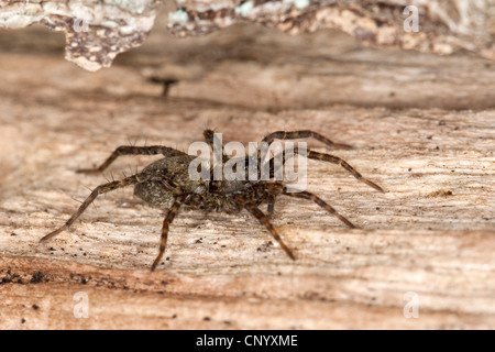 Spotted wolf spider, Massa spider (Pardosa amentata), seduti su deadwood Foto Stock