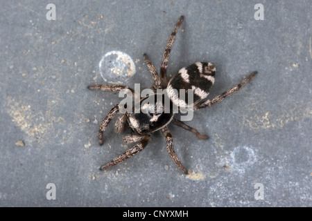 Zebra jumper (Salticus scenicus), seduti a una parete Foto Stock