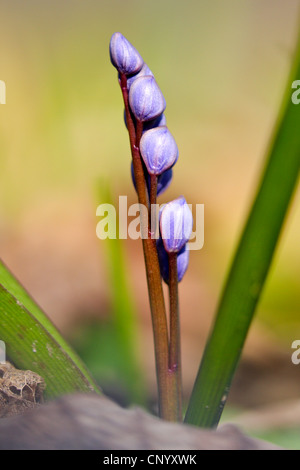 Twin-leaf squill (Scilla bifolia), fiori in bud, Germania Foto Stock