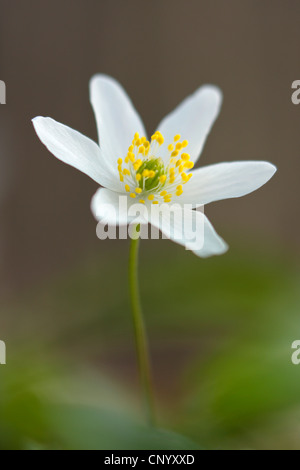 Legno (anemone Anemone nemorosa ,), unico fiore, Germania Foto Stock