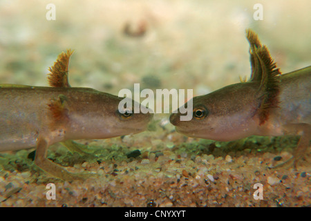 Newt liscia (Triturus vulgaris, Lissotriton vulgaris ), due tritoni liscio vis-a-vis, in Germania, in Renania settentrionale-Vestfalia Foto Stock