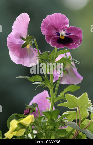 Pansy, Pansy Violet (Viola x wittrockiana, Viola wittrockiana, Viola hybrida), fioritura, Germania Foto Stock