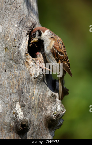 Eurasian tree sparrow (Passer montanus) facendo preda nel suo complesso di nesting, Germania Foto Stock