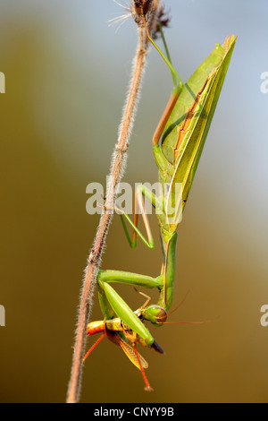 Unione depredavano mantis (mantide religiosa), seduti a un infiorescenza a secco alimentazione su insetti catturati, GERMANIA Baden-Wuerttemberg Foto Stock