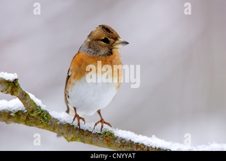 Brambling (Fringilla montifringilla), seduto su un ramo in inverno, Germania Foto Stock