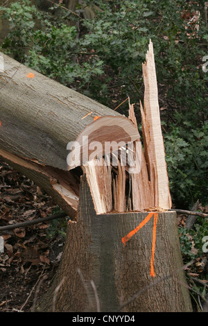 Comune di faggio (Fagus sylvatica), log , in Germania, in Renania settentrionale-Vestfalia Foto Stock