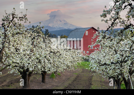 Granaio rosso in Pear Orchard a Hood River Oregon al tramonto Foto Stock