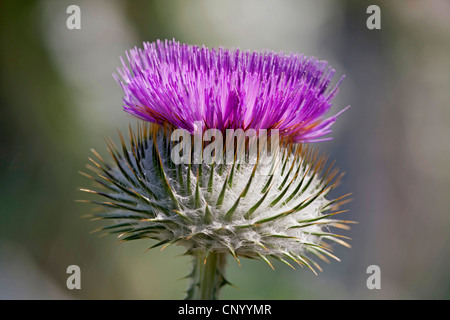 Il cotone thistle, scotch thistle (Onopordum acanthium), infiorescenza, Germania, il Land Brandeburgo Foto Stock