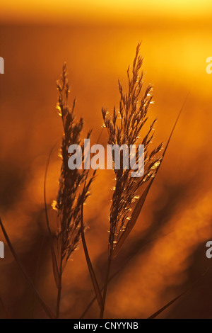 Erba reed, cannuccia di palude (Phragmites communis, Phragmites australis), pannocchie retroilluminato a sunrise, Germania, Schleswig-Holstein, Sylt Foto Stock