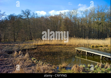 Il granchio-artiglio, acqua-soldato (Stratiotes aloides), insabbiamento stagno con Boardwalk e acqua-soldato, Germania, Bassa Sassonia Foto Stock