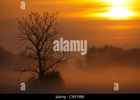 Rook (Corvus frugilegus), gregge di dormire su un albero im nebbia di mattina, Germania, Bassa Sassonia, Wendland ha, Elbtalaue Foto Stock