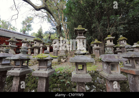 Lanterne di pietra ricoperta di muschio, Nara, Giappone Foto Stock