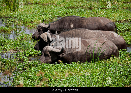 African buffalo (Syncerus caffer), tre persone in un waterhole, Tanzania Ngorongoro Parco Nazionale Foto Stock